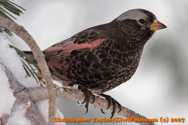 black rosy finch